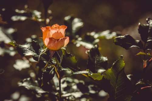 Rose Backlighting Flower Blossom Bloom Orange