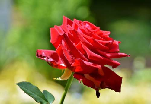 Rose Red Rose Blossom Bloom Romantic Romance