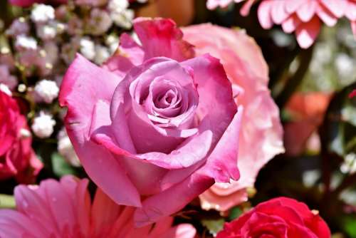Rose Rose Bloom Blossom Bloom Romantic Bloom