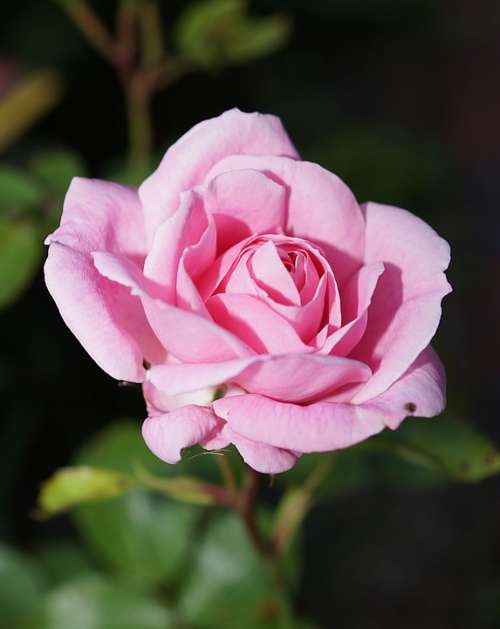 Rose Blossom Bloom Rose Bloom Pink Fragrance