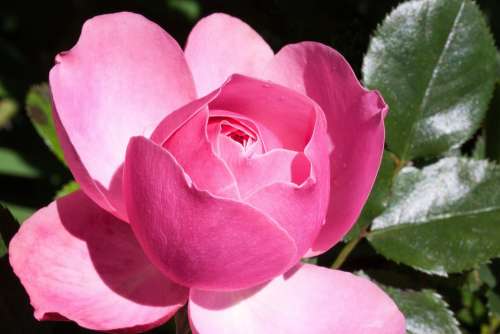 Rose Pink Flower Blossom Bloom Fragrance Beauty