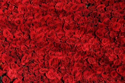 Rose Roses Flowers Red Valentine
