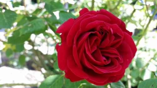 Rose Flower Red Fragrance Plant Bloom Garden