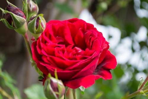 Rose Flower Bloom Nature Love Pink Red Garden
