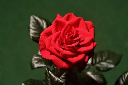 Rose Red Flower Plant Bloom