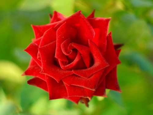 Rose Velvet Red Flowers