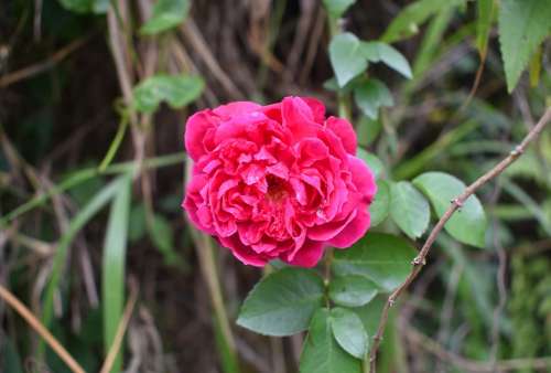 Rose Flower Blossom Bloom Pink Love Romantic