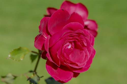 Rose Garden Summer Flower Roses Plant Beauty