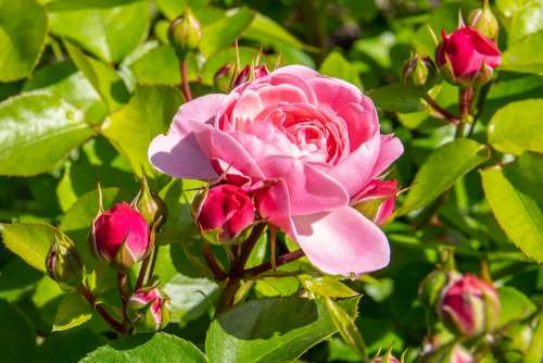 Rose Garden Roses Plant Beauty Nature Fragrance