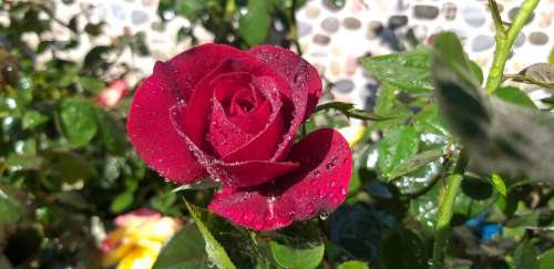 Rose Nature Love