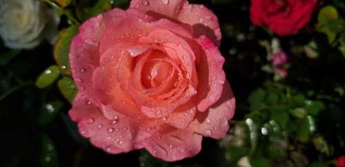 Rose Nature Love
