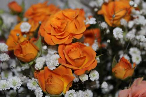 Rose Flowers Romantic Plants Bouquet