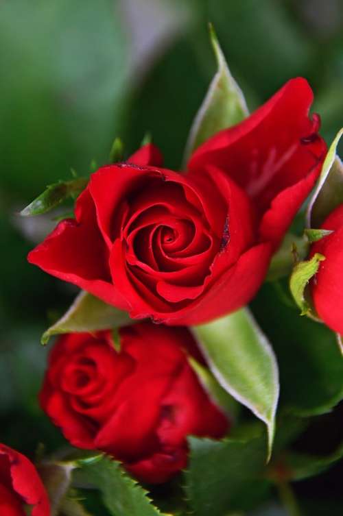 Rose Rose Petals Red Rose Romantic Love Romance
