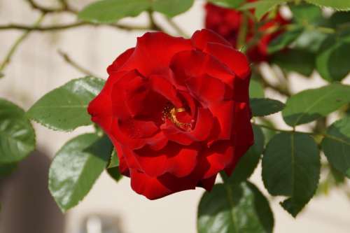 Rose Red Blossom Bloom Leaves Flower Love Beauty