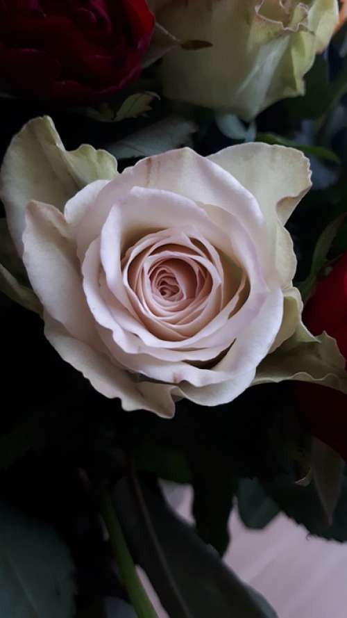 Rose Pink Leaves Thorns White Flowers