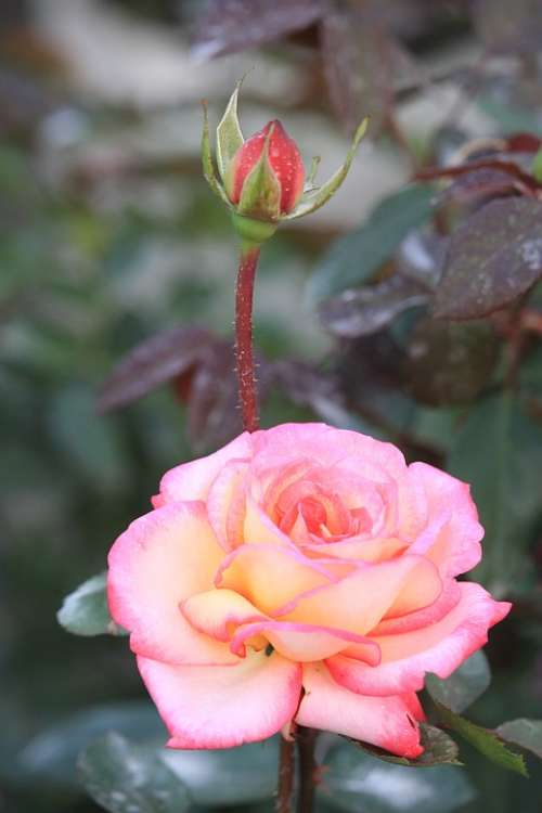 Rose Flower Roses Nature Bloom Blossom Bouquet