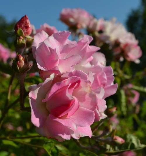 Rose Flower Beauty Joy Blue Sky