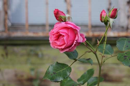 Rose Village Pink Garden Flowers Flower At Home