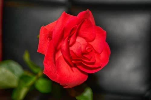 Rose Red Rose Close Up Portrait Beautiful Charming