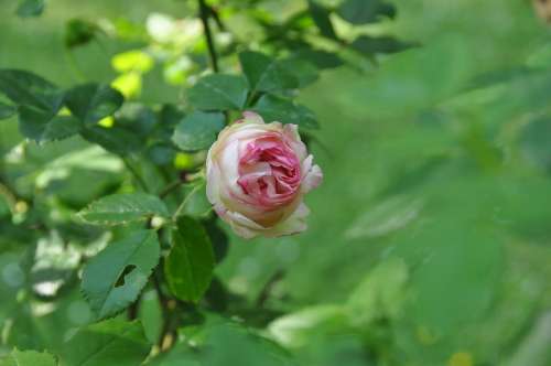 Rose Flower Blossom Bloom Plant Beauty
