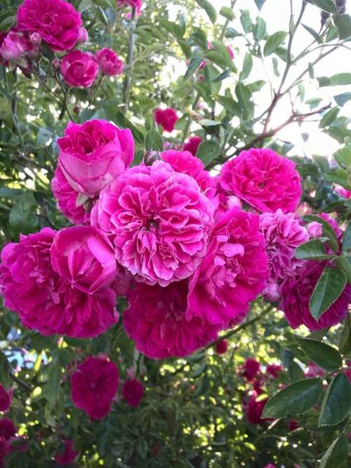 Rose Nature Flower Blossom Bloom