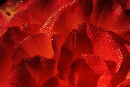 Rose Red Flower Blossom Bloom Bloom Romance