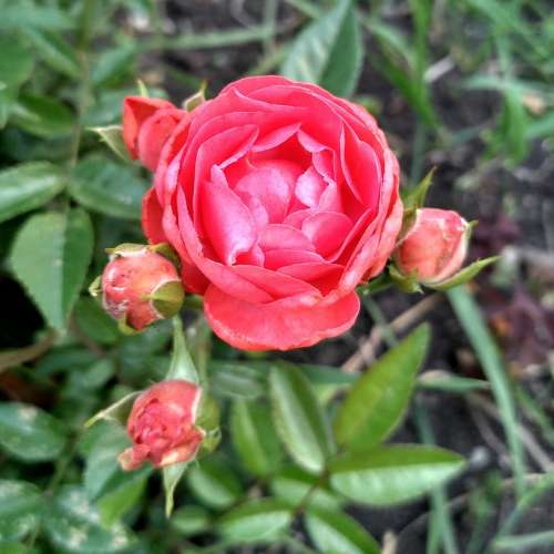 Rose Garden Flowers Roses Aroma Bloom Flora