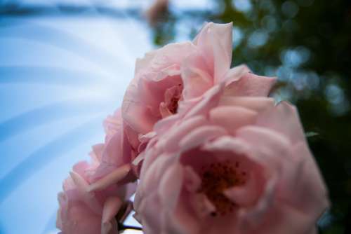 Rose Pink Flower Nature Love Blossom Bloom
