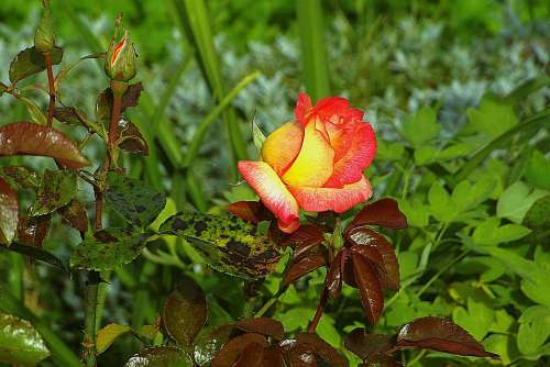 Rose Flower Garden Plant Petals Yellow Red Bud