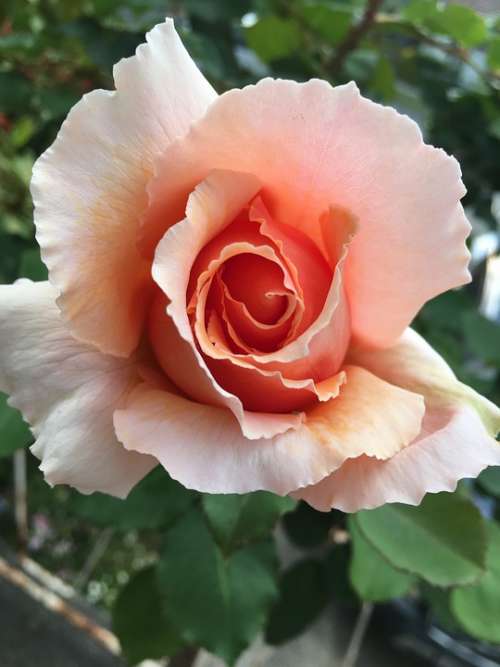 Rose Petals Flower Garden