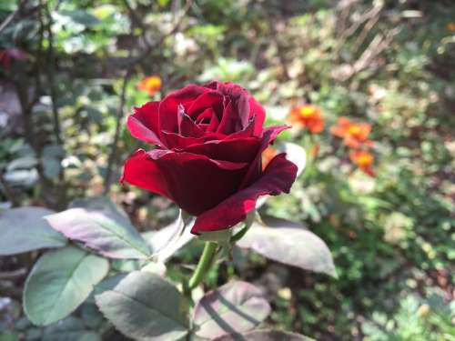 Rose Roses Red Bloom Fragrance Nature