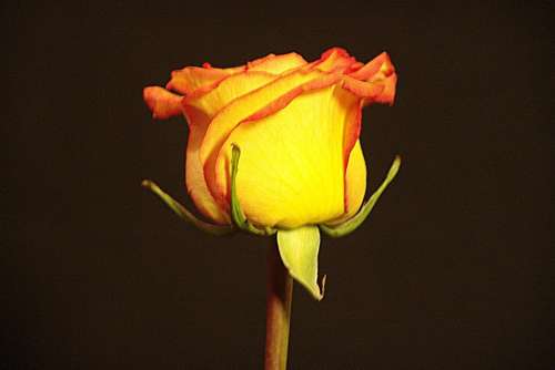 Rose Bicolor Yellow Red