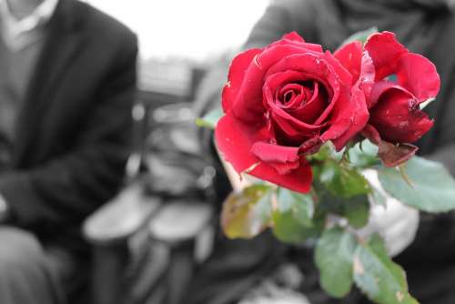 Rose Valentine'S Day Flower Nature Romance