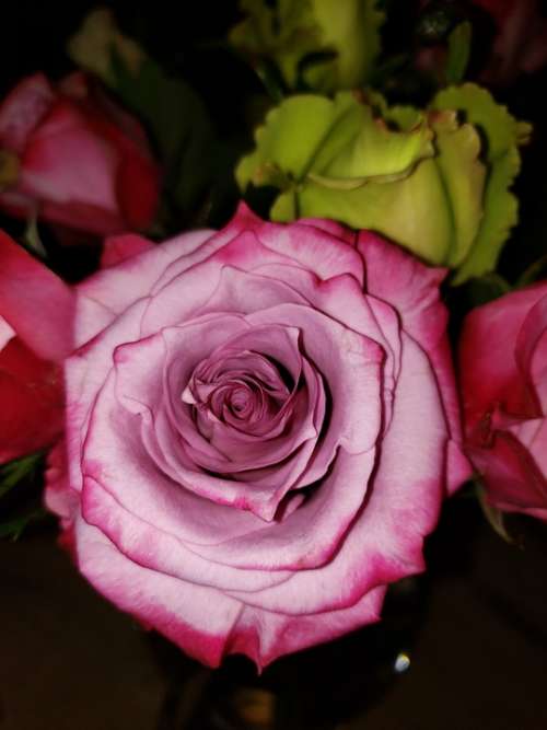 Rose Mauve Pink Green Soft