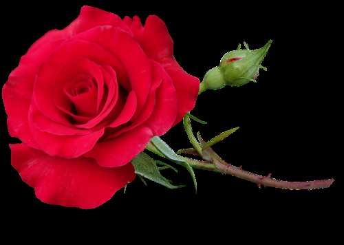 Rose Red Stem Romantic Flower Garden Nature
