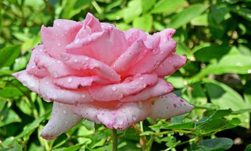 Rose Flower Pink Beauty Garden Beautiful