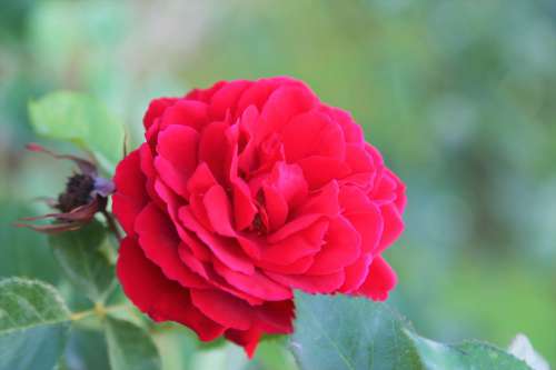 Rose Red Flower Plant Love Beauty Nature