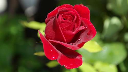 Rose Red Love Dew Flower Plant Bloom