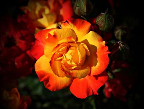 Rose Flower Blossom Bloom Yellow Red Tender