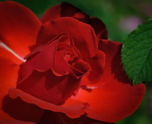 Rose Red Flower Beauty Romantic Petals Isolated
