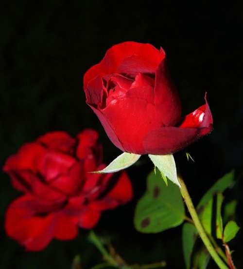Rose Red Blossom Bloom Rose Bloom Beauty Garden