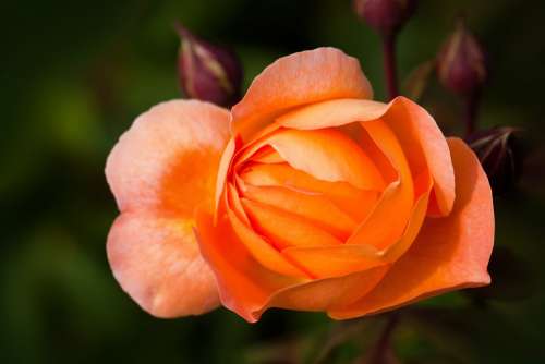 Rose Roses Rosaceae Composites Flowers Bud Spring