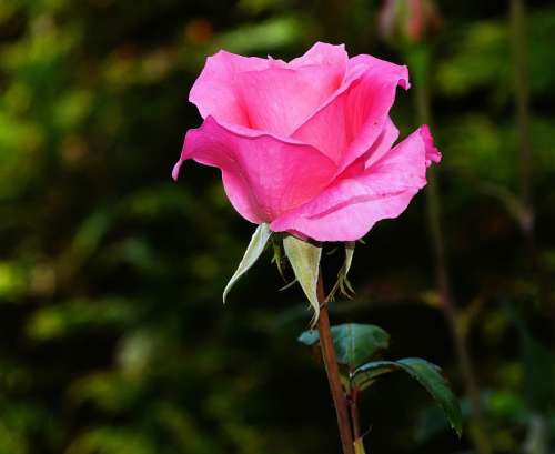 Rose Blossom Bloom Pink Rose Bloom Beauty
