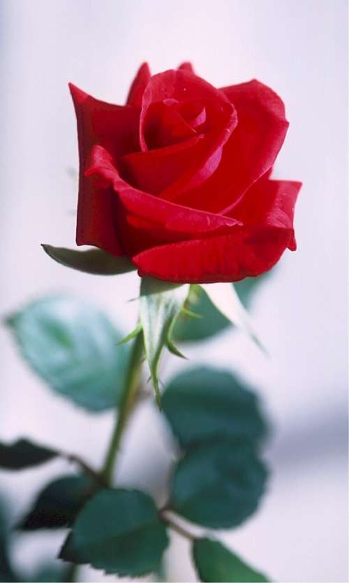 Rose Red Thorns Love Romance Flower Blossom