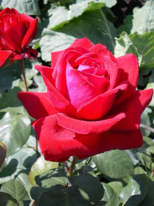 Rose Scarlet Rose Flower Queen Of Flowers Gardening