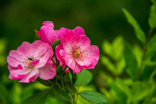 Rose Wildflower Flower Pink Nature
