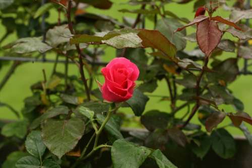 Rose Rambler Summer Garden