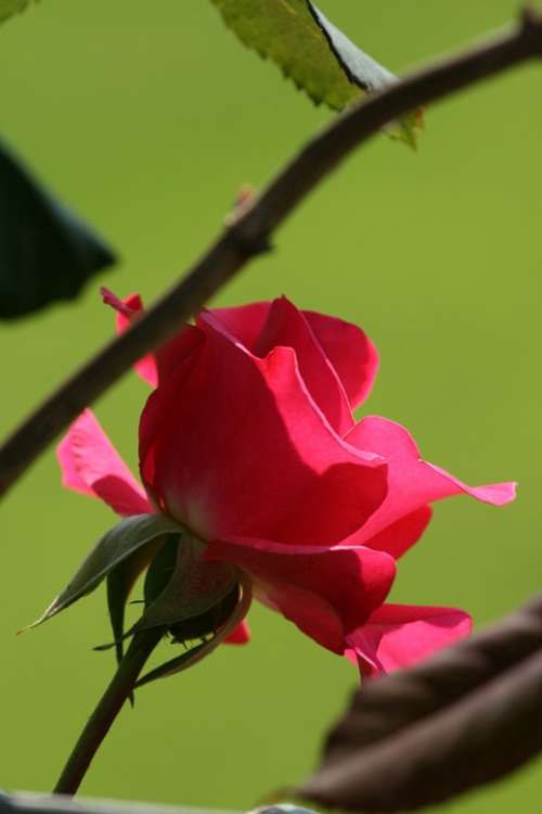 Rose Red Garden Red Rose Summer