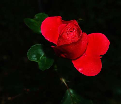Rose Flower Blossom Bloom Red Macro Sweet Love