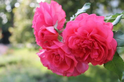 Rose Flower Blossom Bloom Pink Roses Rose Bloom